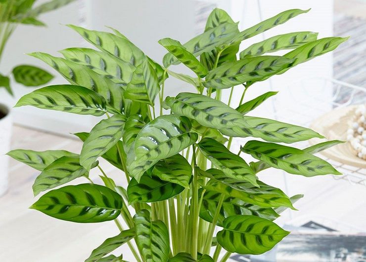 Leopard Calathea