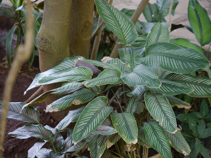 Calathea yang dihiasi