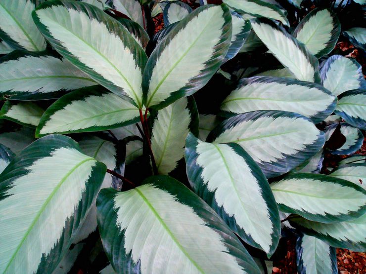 Calathea dicat