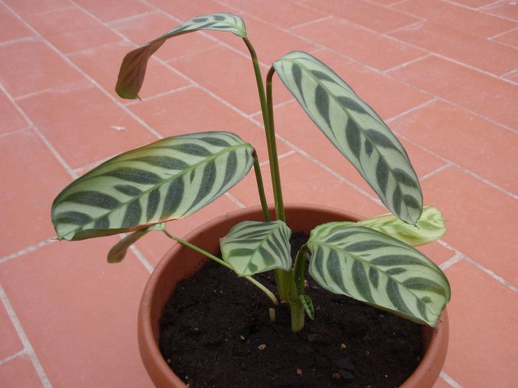 Tanah untuk calathea