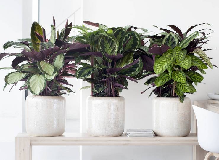 Tanda-tanda yang berkaitan dengan calathea