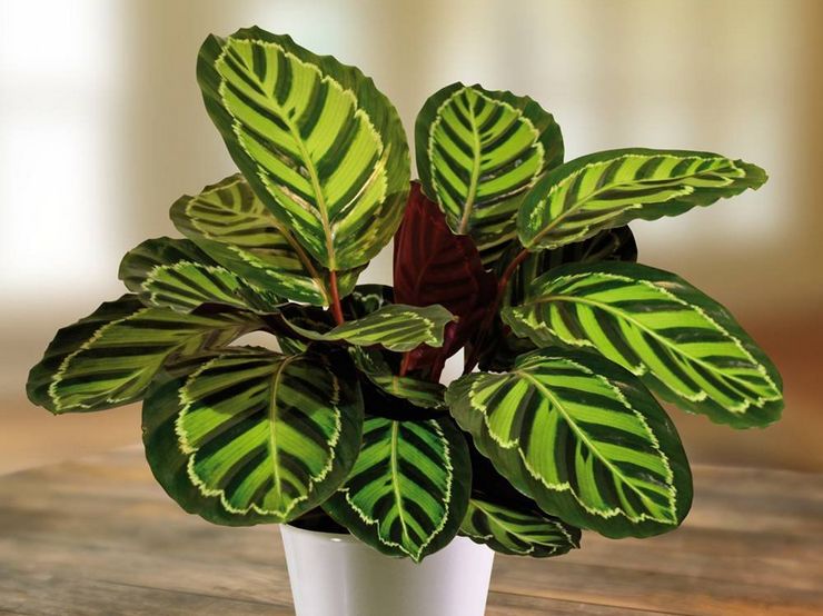 Calathea växt