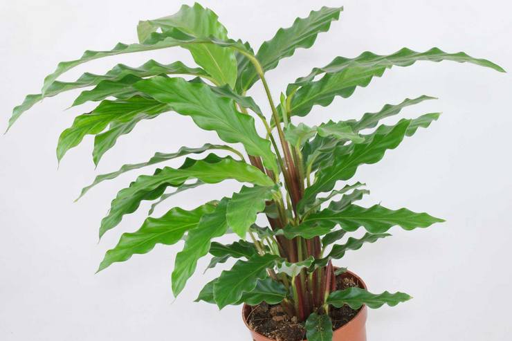 Calathea rödskäggig