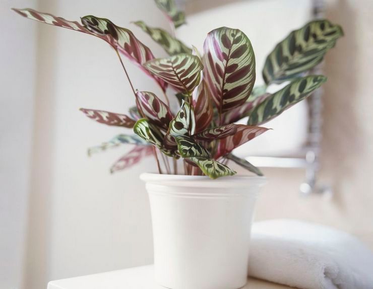 Calathea vattningsläge