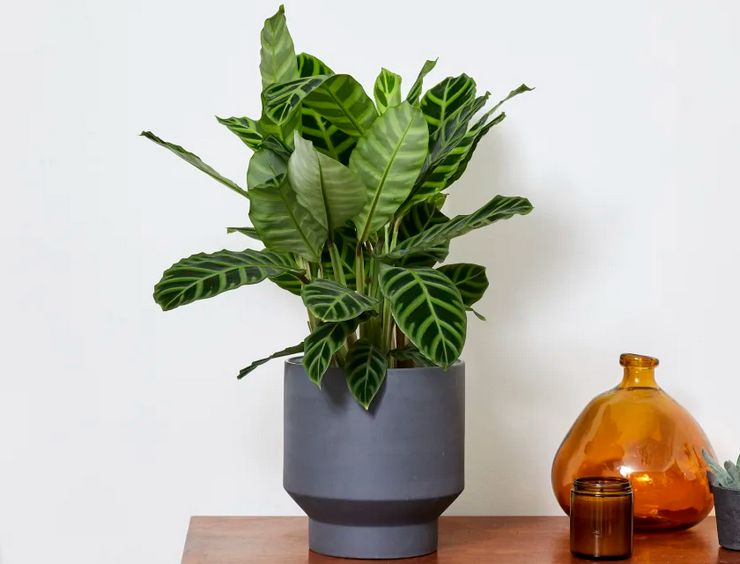 Merawat calathea di rumah