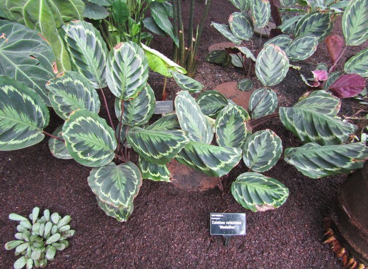 Calathea Veitch atau Vicha