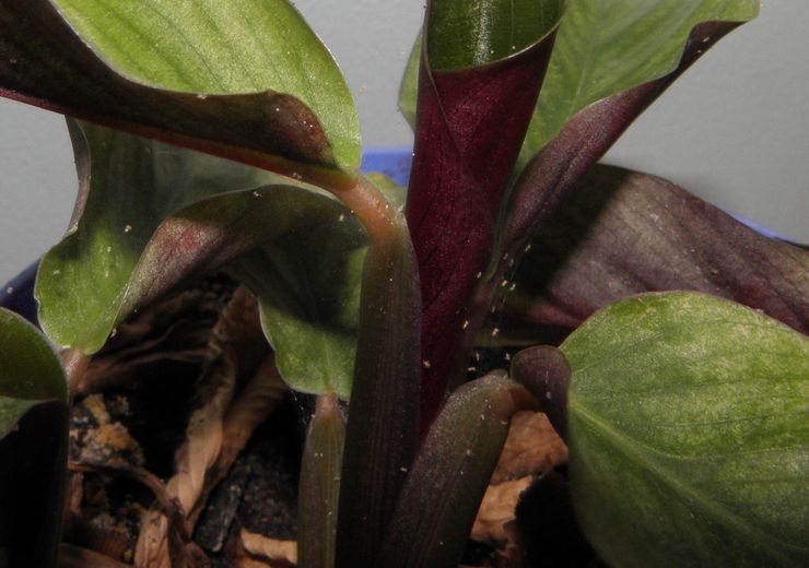 Calathea skadedjur