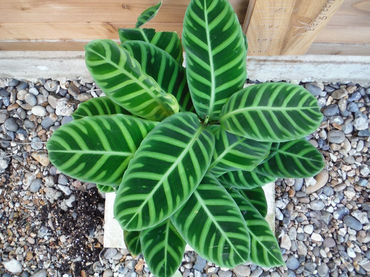 Calathea randig eller zebra-liknande