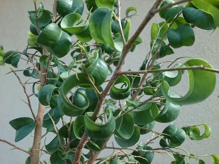 Ficus Benjamin barock