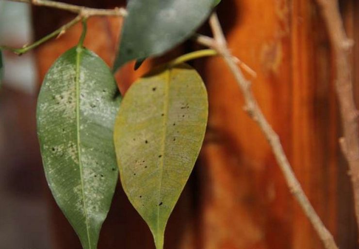 Penyakit dan perosak ficus Benjamin