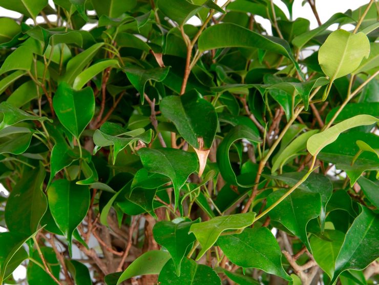 Ficus Benjamin Eksotik