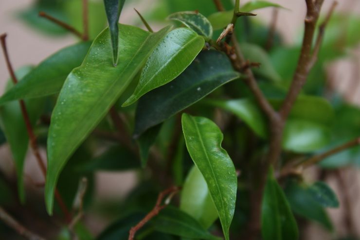 Ficus Benjamin-växt