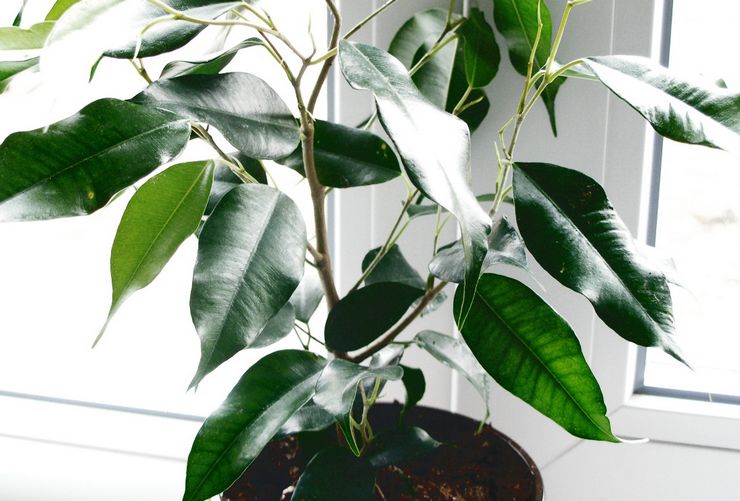 Ficus Benjamina Daniel