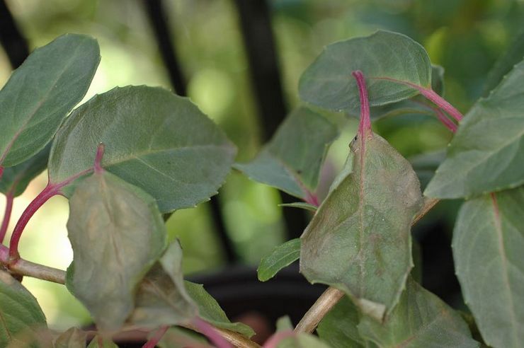 Fuchsia löv faller