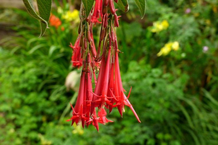 Fuchsia boliviansk