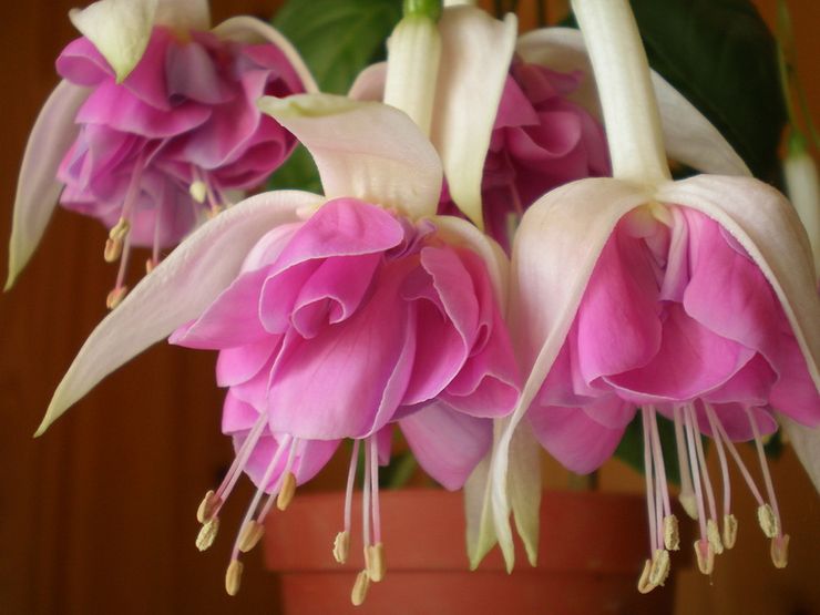 Mekar Fuchsia