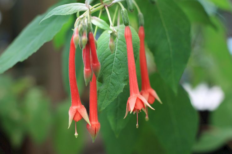 Fuchsia cemerlang