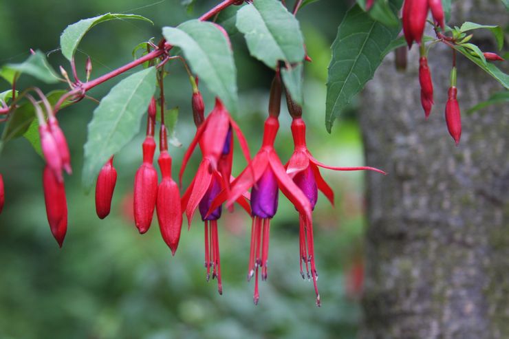 Fuchsia Magellan