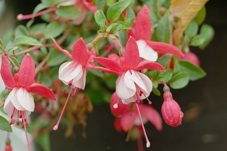 Penerangan mengenai fuchsia