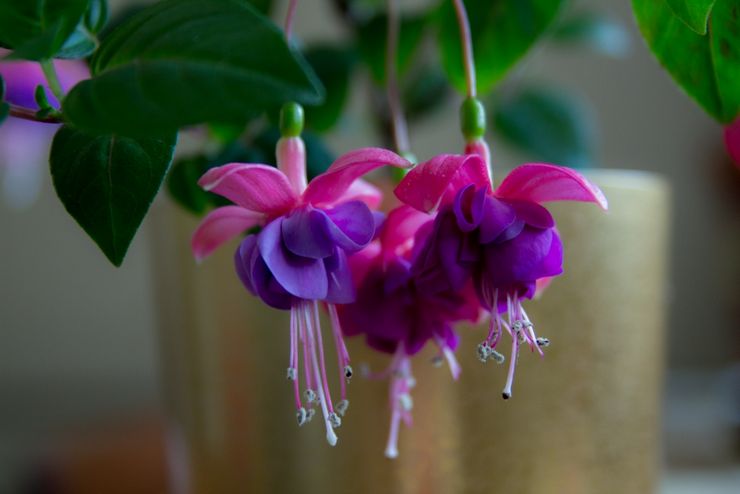 Fuchsia hemvård