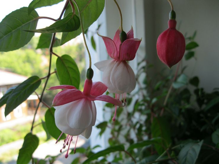 Växande fuchsia