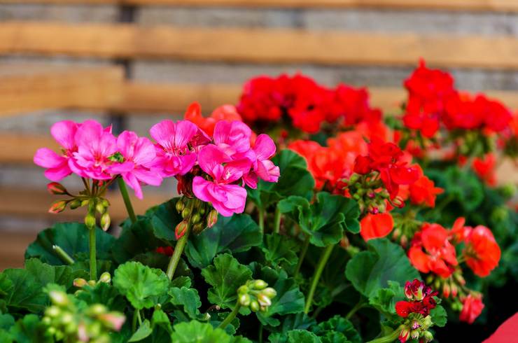 Geranium berpakaian teratas