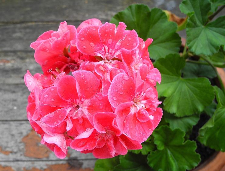 Geranium vattningsläge