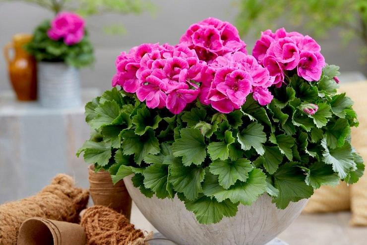 Hemsjukvård för pelargoner