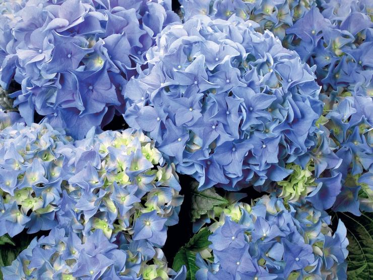 Hortensia Earley Blue