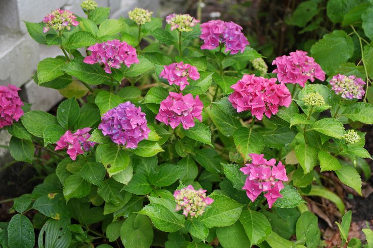 Hydrangea Eropah