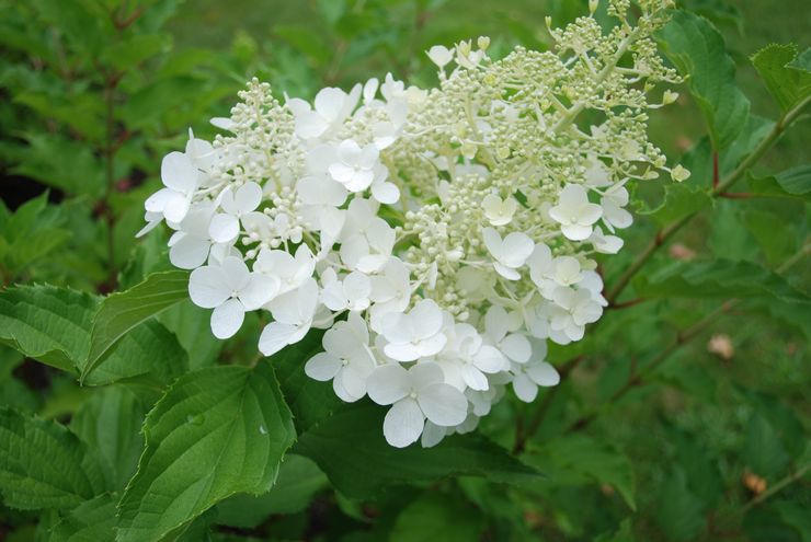 Hortensia Goliath