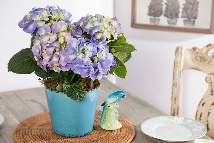 Fördelarna med hortensia inomhus