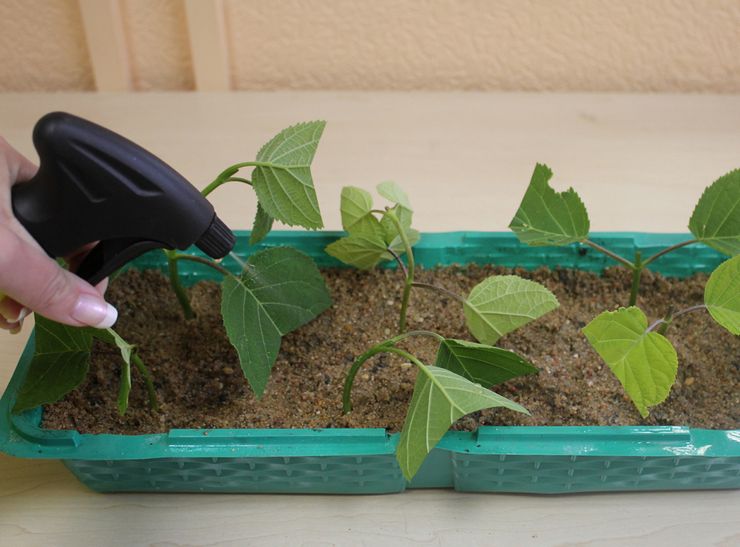 Avelsmetoder för hortensia inomhus