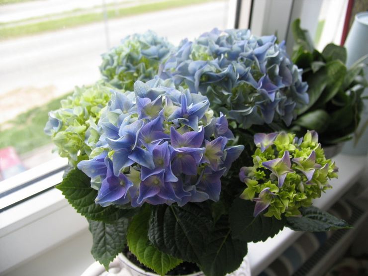 Hydrangea dalaman