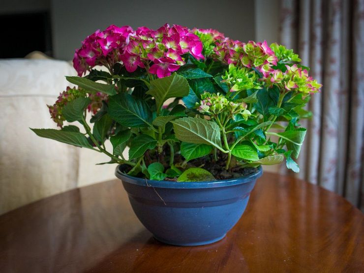 Hemsjukvård för hortensia inomhus