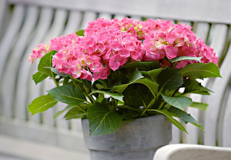 Hydrangea dalaman