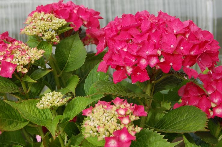 Hortensia röd känsla