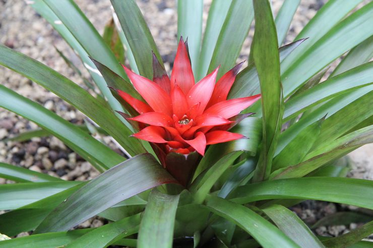 Guzmania vass