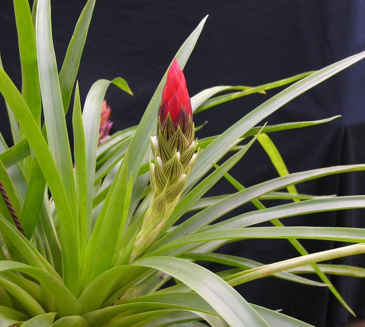 Guzmania berkepala satu