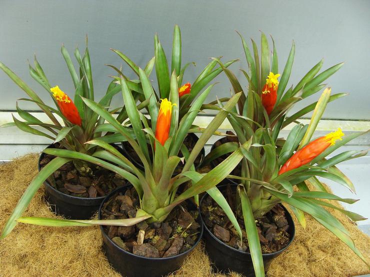 Guzmania Nicaraguan