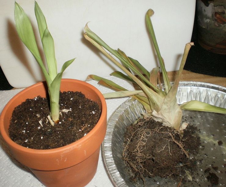 Guzmania transplantation