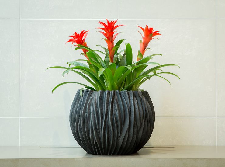 Guzmania växt