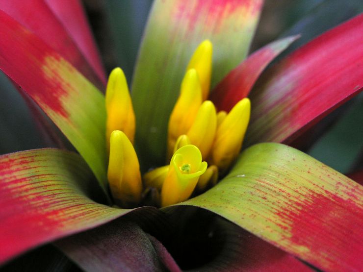 Merah darah Guzmania