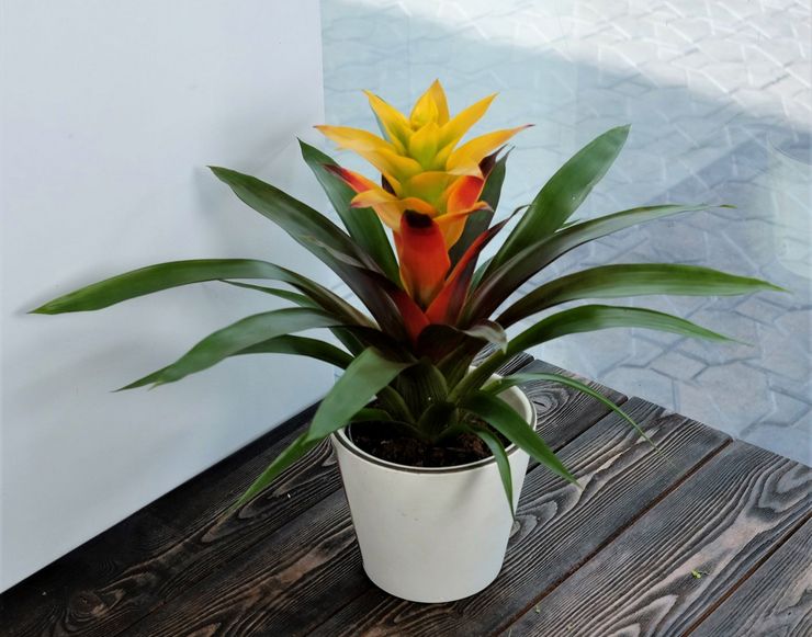 Penjagaan Guzmania di rumah