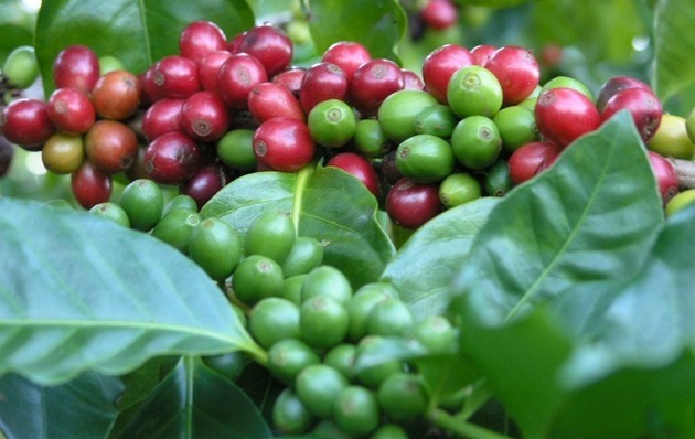 Pokok kopi