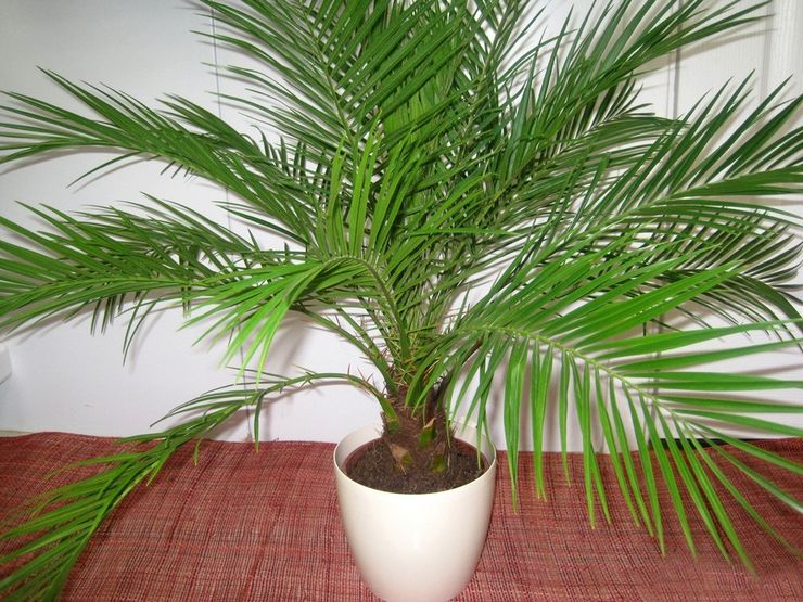 Dadelpalm