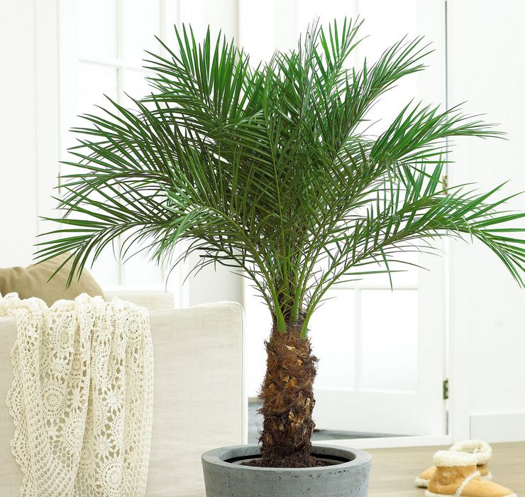 Date palm care hemma