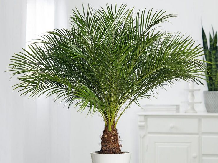 Date palm, eller datum