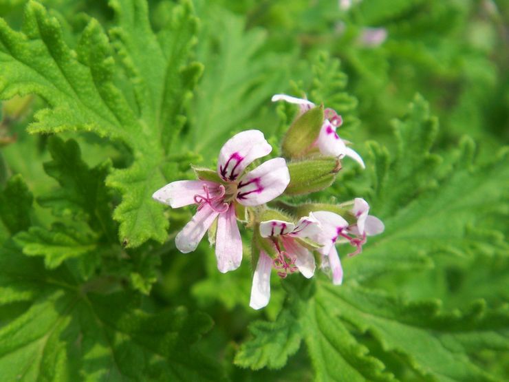 Geranium wangi