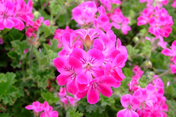 Geranium Ivy